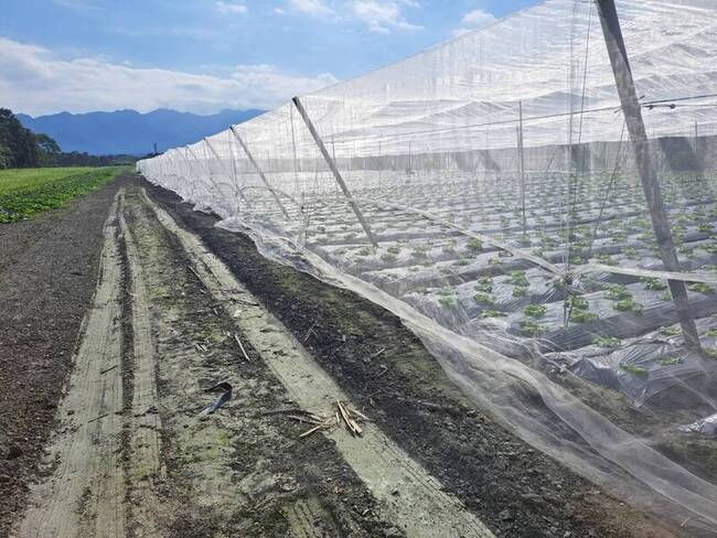 嚴防低溫衝擊 花蓮西瓜苗延後種植 | 華視新聞