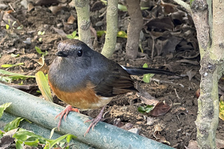 美聲外來種白腰鵲鴝現蹤 台南水道博物館分享近照