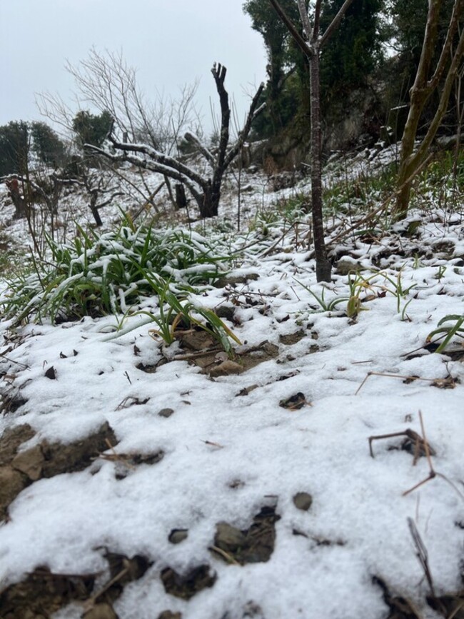 新北三峽睽違8年又下雪  農場茶園化身銀白世界 | 華視新聞
