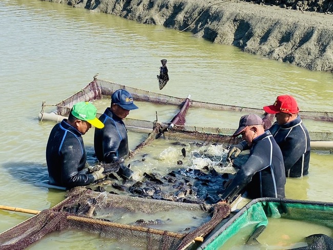 寒流發威 高雄漁民提前分批搶收石斑魚 | 華視新聞