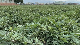 甘藷產期延後價格高 農糧署估農曆年後回穩