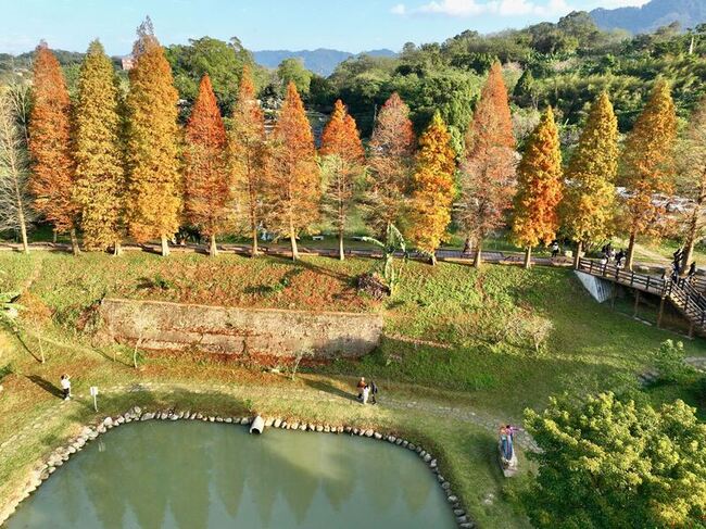 迎落羽松美景  竹縣推3景點邀民眾走訪 | 華視新聞