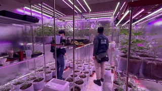 台南歇業小吃店警犬嗅出大麻農場 保三破門逮1人