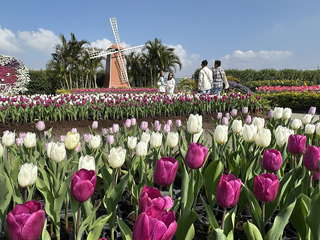 過年徜徉鬱金香花海 中社觀光花市30萬株輪流競艷