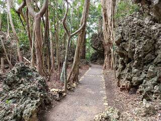 墾丁森林遊樂區步道改鋪面  融入高位珊瑚礁地貌