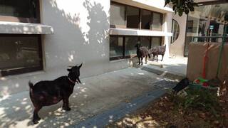 3黑羊國道邊坡橫梁排排站 高市府和警方捕捉安置