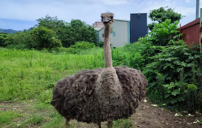 新北樹林空地鴕鳥賣萌向路人討食