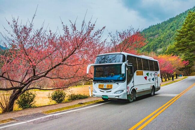 探索武陵農場櫻花美景 中市推薦利用公車轉乘 | 華視新聞