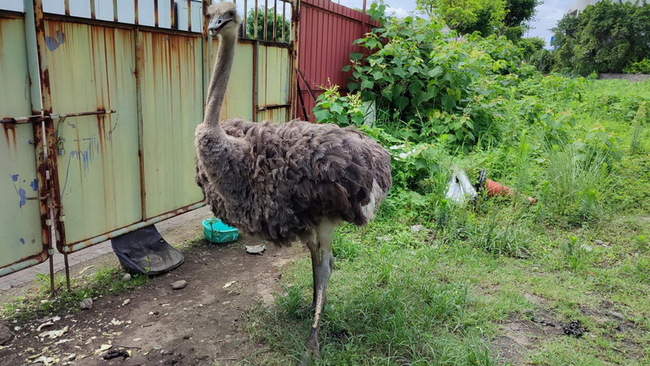 空地驚見鴕鳥賣萌討食  新北追查為寵物非棄養 | 華視新聞