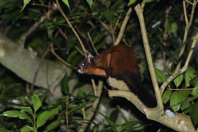 保育類野生動物造訪政大  麝香貓、食蟹獴現身 | 華視新聞