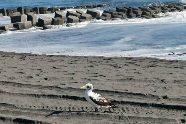 藍臉鰹鳥沾滿油污受困岸際  經收容後重回大海 | 華視新聞