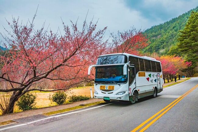 武陵農場追櫻趣 中市推交通套票一站式輕鬆成行 | 華視新聞