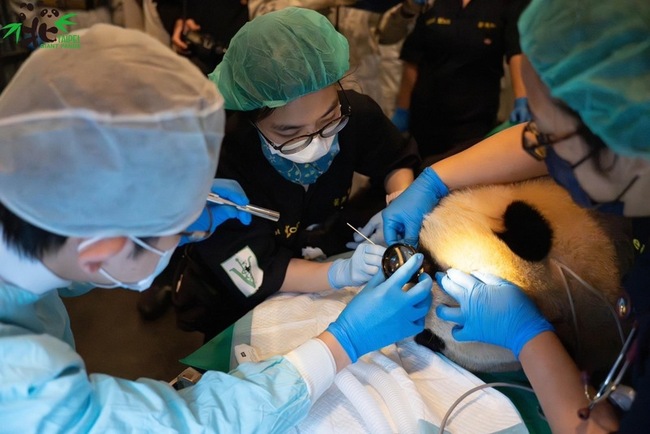 大貓熊「圓寶」首次健檢  食道潰瘍須藥物控制 | 華視新聞