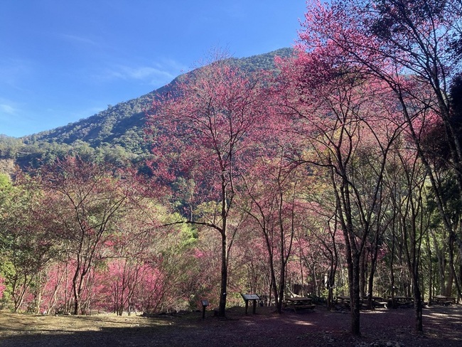 中部賞櫻秘境  八仙山國家森林遊樂區山櫻花盛開 | 華視新聞