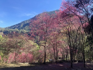 中部賞櫻秘境  八仙山國家森林遊樂區山櫻花盛開
