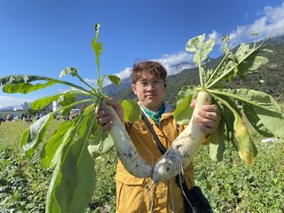 5公頃蘿蔔讓民眾拔個過癮 千人滿載而歸