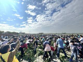 台電千人拔蘿蔔活動 員工體驗田園樂促地方發展
