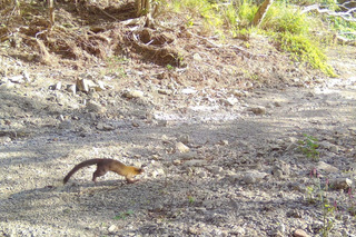 黃喉貂現身屏東保力溪  創台灣最南端分布紀錄