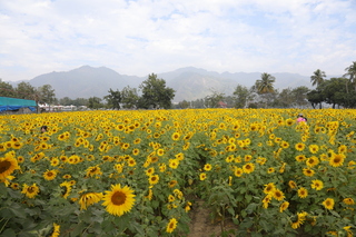 高雄市美濃4大花區綻放  結合裝置藝術開園