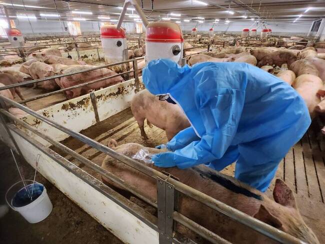 中市府抽檢台糖后里養豬場 採集血清毛髮飼料送驗 | 華視新聞