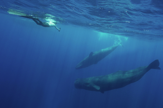水下噪音被忽視 中山大學發表「鯨聲鯨視必修課」 | 華視新聞