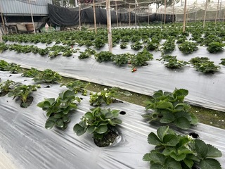 林內鄉草莓園一夜被掃光剩綠葉 警追查並加強巡邏