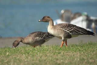 稀有冬候鳥凍原豆雁現身八斗子 基隆鳥會首次記錄