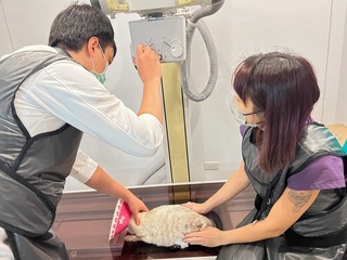 照顧毛孩春節就醫需求 高市動保處彙整門診資訊