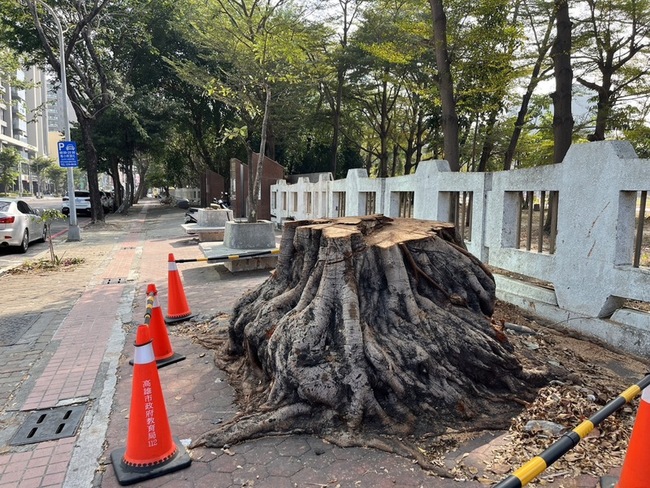 中正高工外多棵大樹遭砍 未依程序將追究責任 | 華視新聞