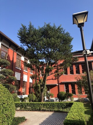 立法院隱藏版景點 樹齡近百歲羅漢松比立委資深