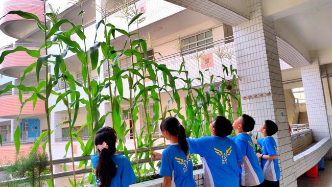 窗台變成菜圃 新上國小10年食農教室 | 華視新聞