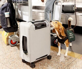 護國神犬 米格魯執行檢疫、拉不拉多主掌緝毒