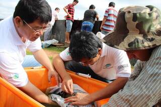 台灣養殖神救援 助巴拉圭白鯧重返BBQ夯菜單