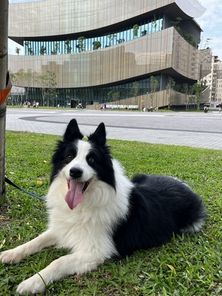 10年多16萬隻毛孩  桃市府擬成立公立寵物醫院