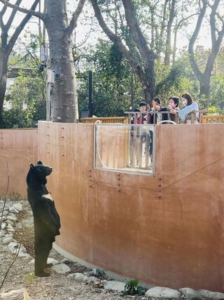 壽山動物園台灣黑熊「波比」  初三站立與遊客對望