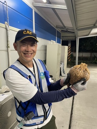 海蟾蜍入侵南投草屯 鳥嘴潭工程人員助移除