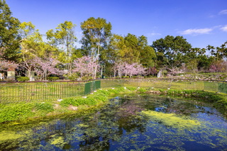 南投辦竹夢森活節 賞櫻嚐竹筒飯體驗竹林療癒
