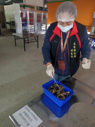 屏東東港烤牡蠣疑引逾40人不適  衛生局派員稽查