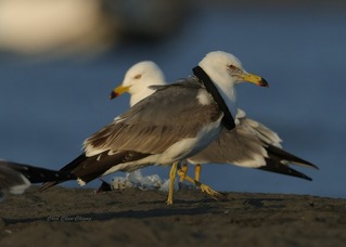 高屏溪迎嬌客黑尾鷗 卻見「黑頸圈」顯示海廢問題