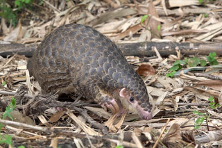 響應世界穿山甲日  北市動物園保育員將現身說法