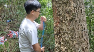 坪林台灣油杉自然保留區 冰河物種順利繁衍