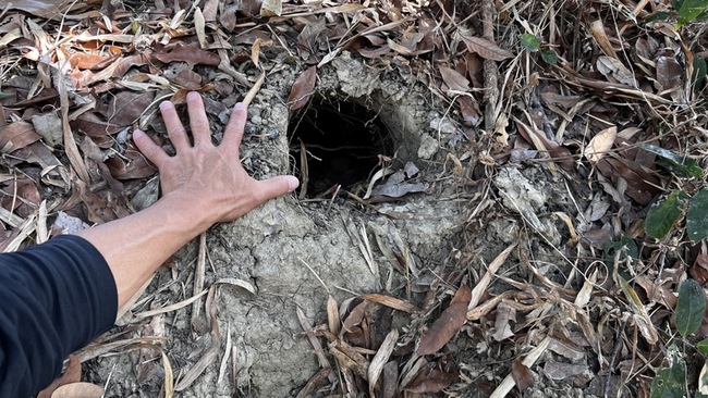 龍崎地質公園穿山甲活躍  小山丘覓食洞逾30個 | 華視新聞