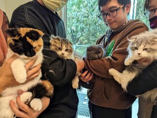 嘉縣15隻喵星人開放認養 逾千人登記將公開抽籤