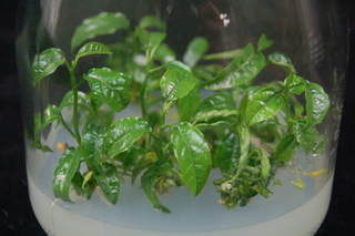 百香果健康種苗量產技術出爐  出口商機可期