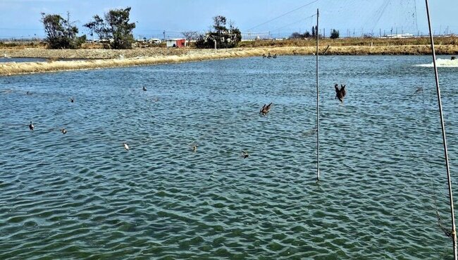 布袋魚塭架捕鳥網纏死10多隻鳥 嘉縣府要求拆除 | 華視新聞