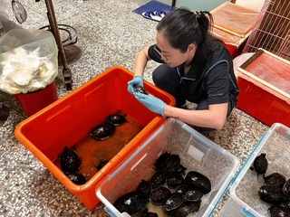 宜蘭武荖坑疑大量放生斑龜死亡 縣府先救回63隻