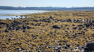 澎湖潮間帶長滿海菜與囊藻 增添岸際美麗