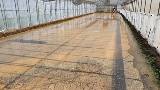 桃園區農改場改良土壤鹽害 設施蔬菜產量增4成5