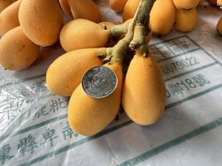 台東枇杷產量較往年少3成 嘗鮮要趁早