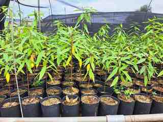 克服發芽率及移植存活率極低 6千株山胡椒苗木育成